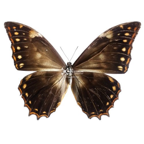 The Oaxaca Morpho